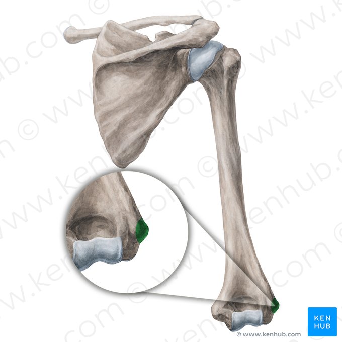 Epicondylus lateralis humeri (Äußerer Obergelenkknorren des Oberarmknochens); Bild: Yousun Koh