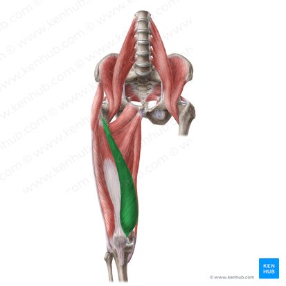 Músculo vasto medial (Musculus vastus medialis); Imagen: Liene Znotina