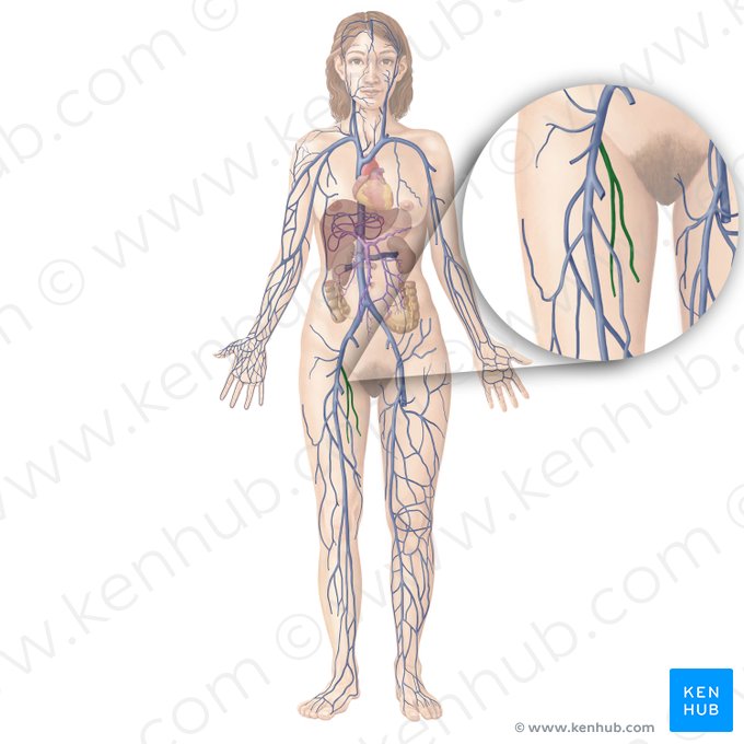 Deep femoral vein (Vena profunda femoris); Image: Begoña Rodriguez