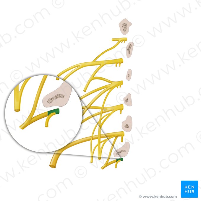 Ramo anterior del nervio espinal L5 (Ramus anterior nervi spinalis L5); Imagen: Begoña Rodriguez