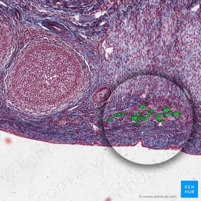 Primordial follicles; Image: 