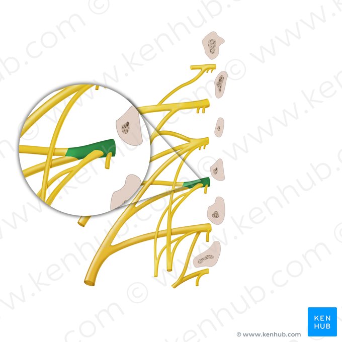 Anterior ramus of spinal nerve L3 (Ramus anterior nervi spinalis L3); Image: Begoña Rodriguez
