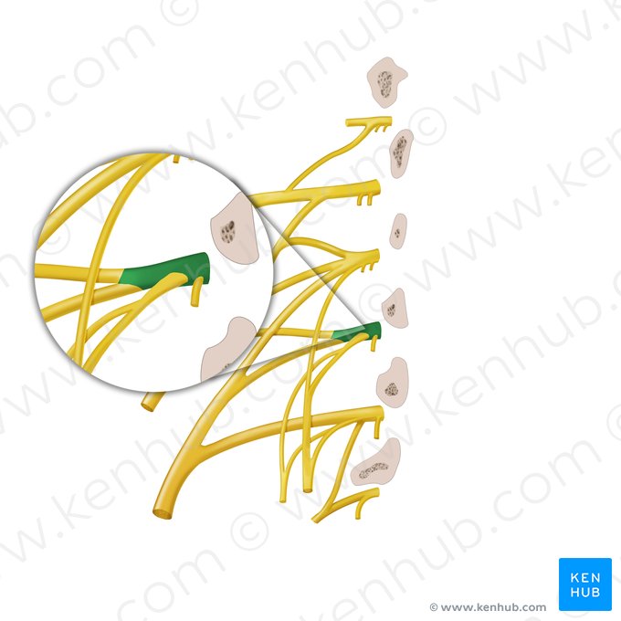 Ramus anterior nervi spinalis L3 (Vorderer Ast des Spinalnervs L3); Bild: Begoña Rodriguez