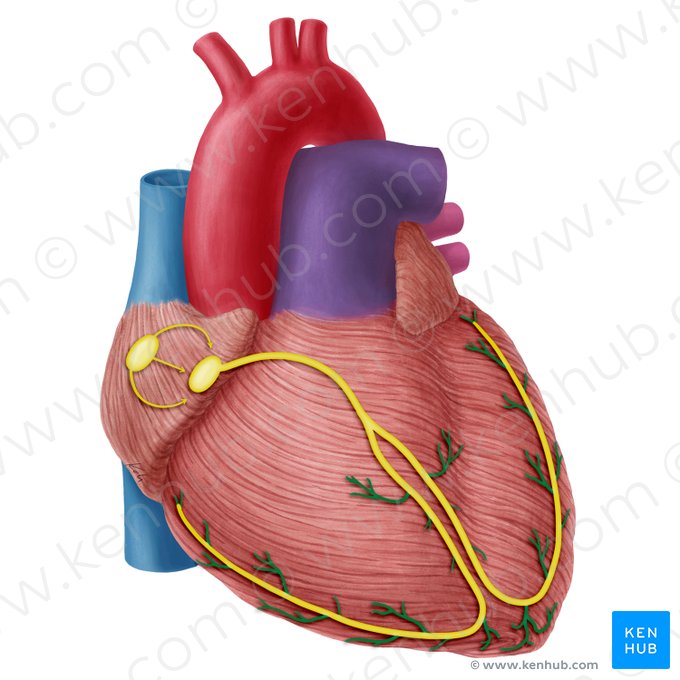 Subendocardiac branches of atrioventricular bundle (Rami subendocardiales fasciculi atrioventricularis); Image: Yousun Koh
