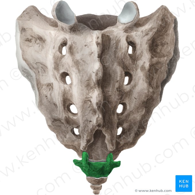Vértebra Co1 (Vertebra Co1); Imagen: Liene Znotina