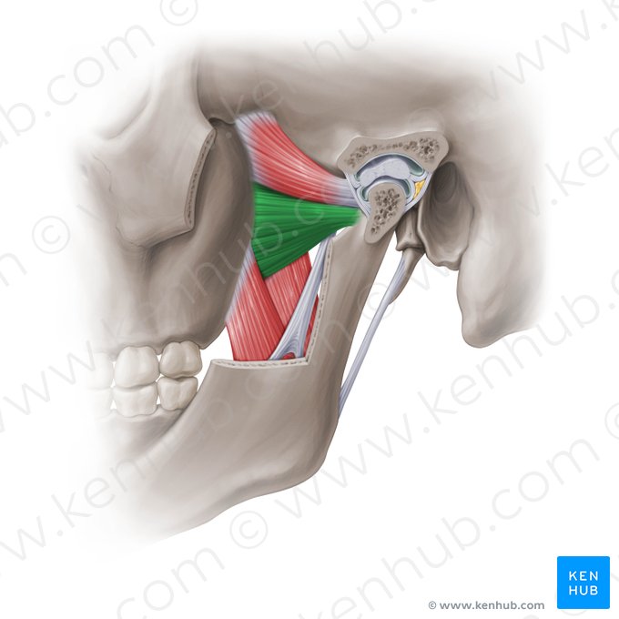 Cabeça inferior do músculo pterigóideo lateral (Caput inferius musculi pterygoidei lateralis); Imagem: Paul Kim