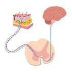 Pain and thermal sensations