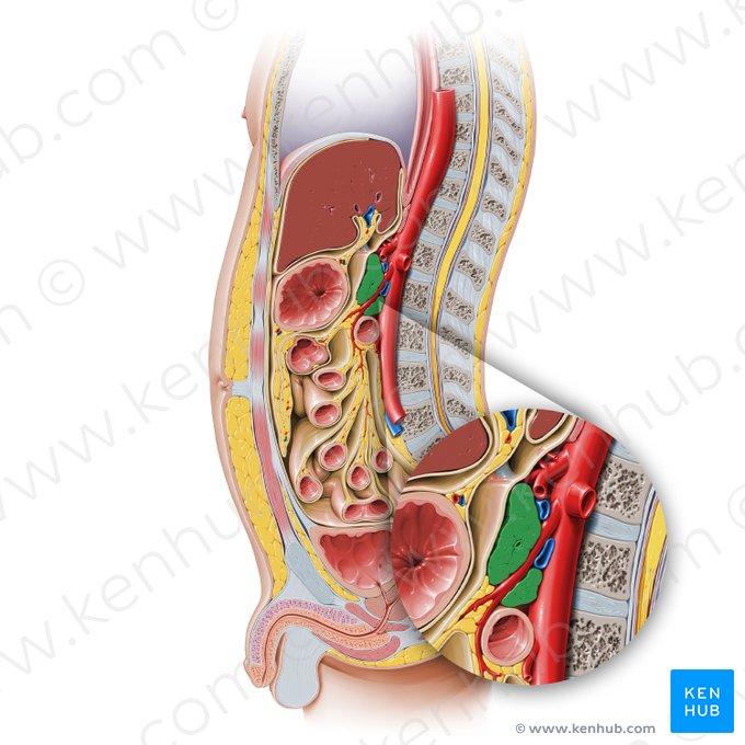 Pancreas; Image: Paul Kim