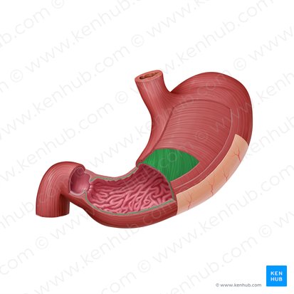 Fibras oblíquas do revestimento muscular do estômago (Fibrae obliquae tunicae muscularis gastris); Imagem: Paul Kim