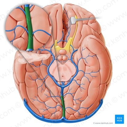 Seio reto (Sinus rectus); Imagem: Paul Kim