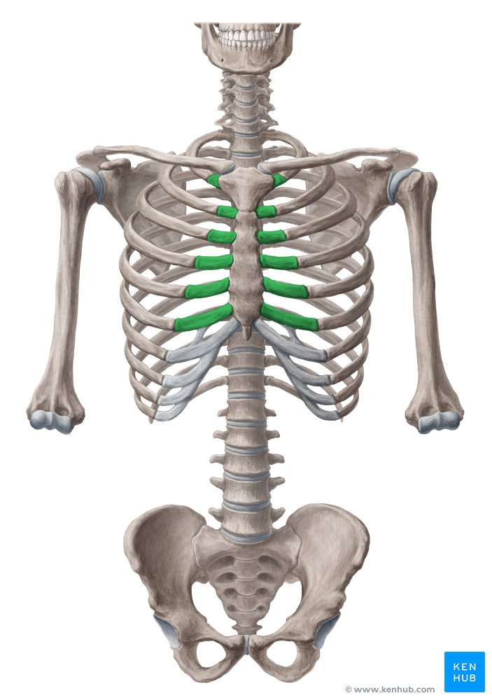 Cartilagens costais 1 a 6 - vista anterior