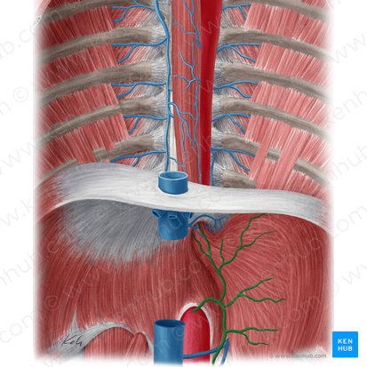 Left gastric vein (Vena gastrica sinistra); Image: Yousun Koh