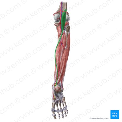 Músculo plantar (Musculus plantaris); Imagen: Liene Znotina