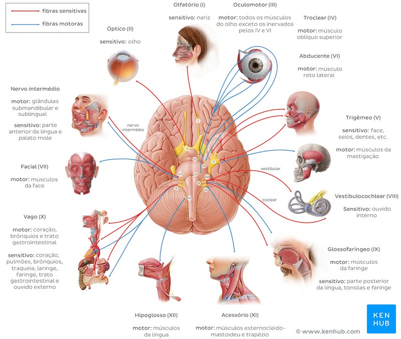 Nervos cranianos - diagrama