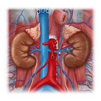 Kidneys and ureters