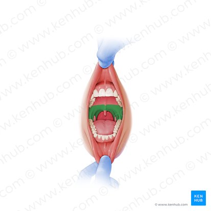 Soft palate (Palatum molle); Image: Paul Kim