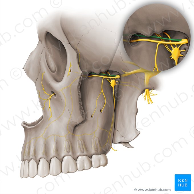 Zygomatic nerve (Nervus zygomaticus); Image: Paul Kim