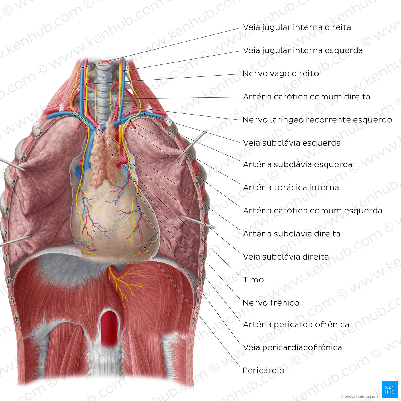 Visão geral do coração in situ (vista ventral)