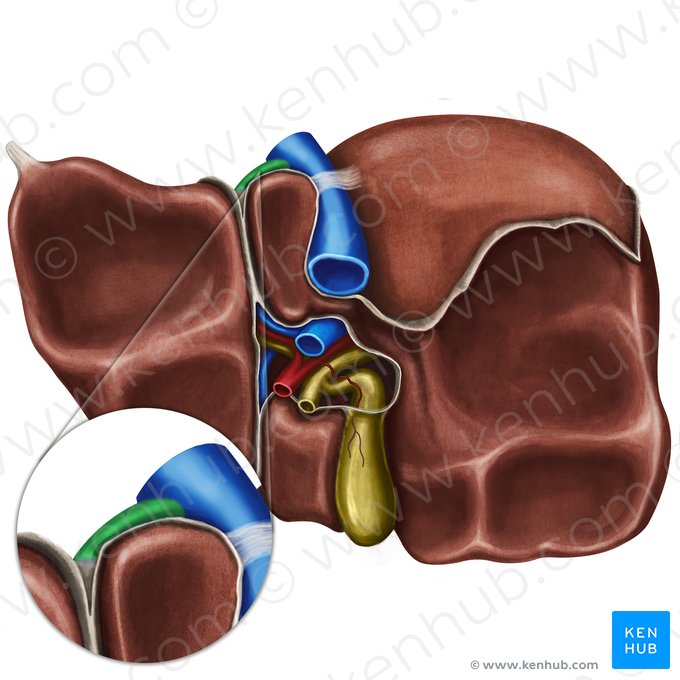 Venas hepáticas (Venae hepaticae); Imagen: National Library of Medicine