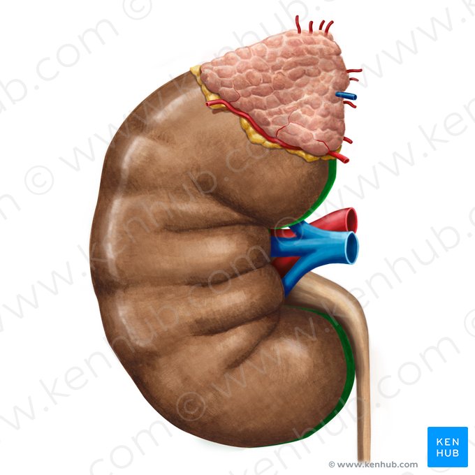 Borda medial do rim (Margo medialis renis); Imagem: Irina Münstermann