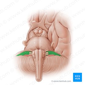 Basilar artery: Anatomy, course and branches | Kenhub