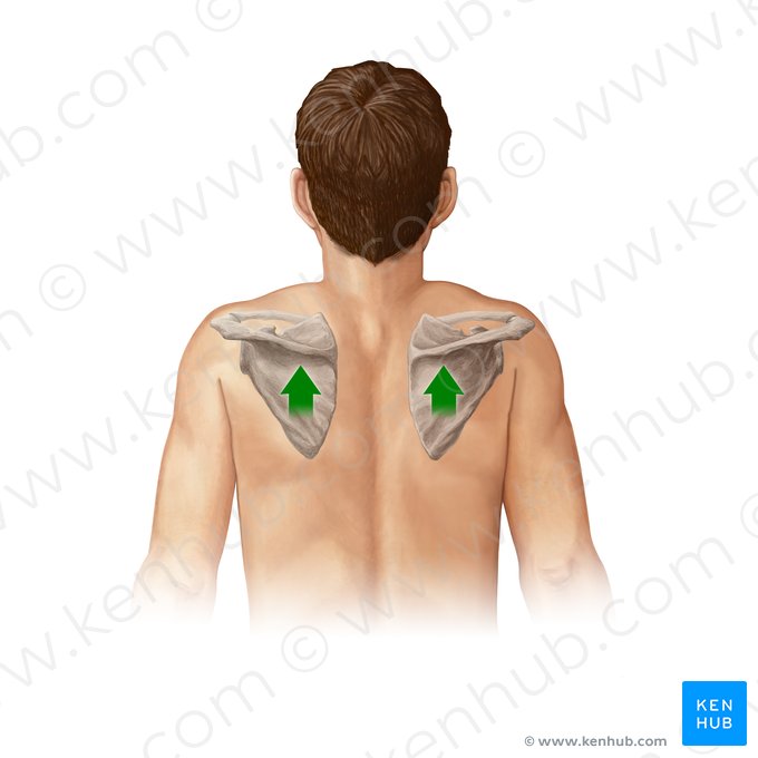 Elevatio scapulae (Anheben des Schulterblatts); Bild: Paul Kim