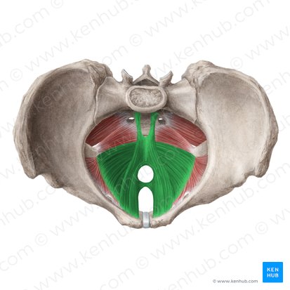 Muscle élévateur de l'anus (Musculus levator ani); Image : Liene Znotina