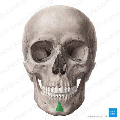 Mental protuberance of mandible (Protuberantia mentalis mandibulae); Image: Yousun Koh