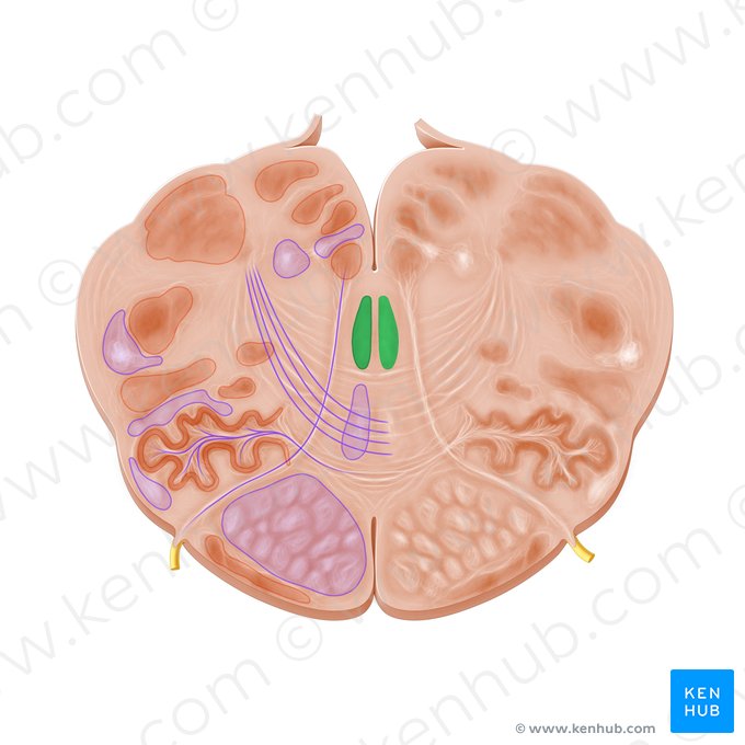 Fascículo longitudinal medial (Fasciculus longitudinalis medialis); Imagen: Paul Kim