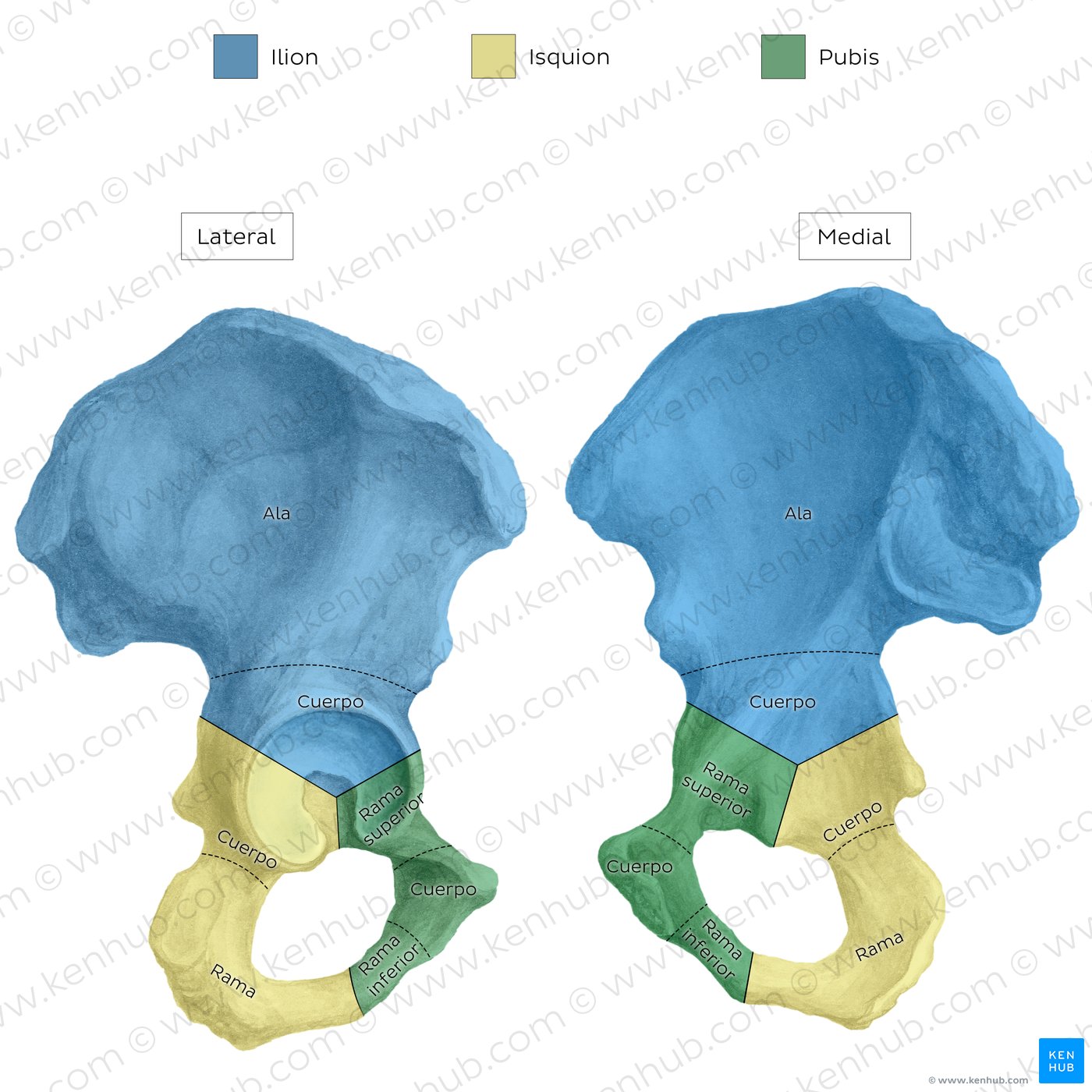 Hueso coxal: ilion, isquion y pubis | Kenhub
