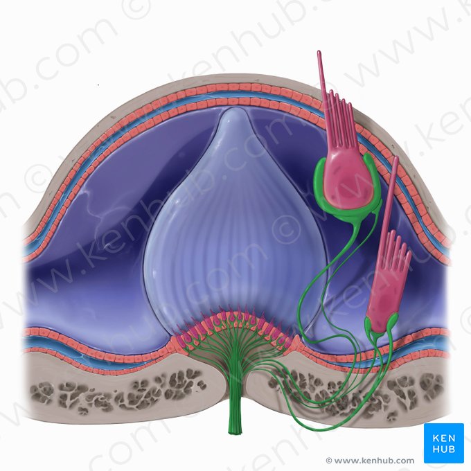 Vestibular nerve (Nervus vestibularis); Image: Tal Bavli Ziv