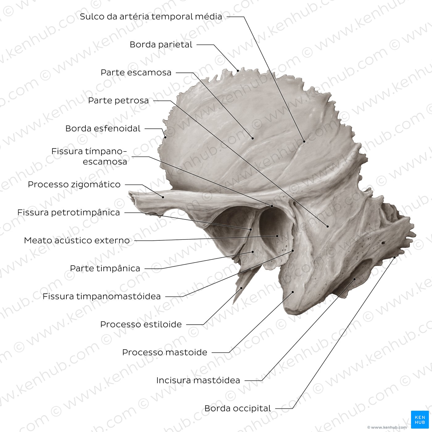 Temporal bone (lateral view)