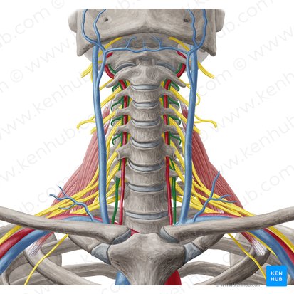 Vertebral vein (Vena vertebralis); Image: Yousun Koh