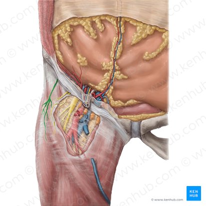Lateral femoral cutaneous nerve (Nervus cutaneus lateralis femoris); Image: Hannah Ely