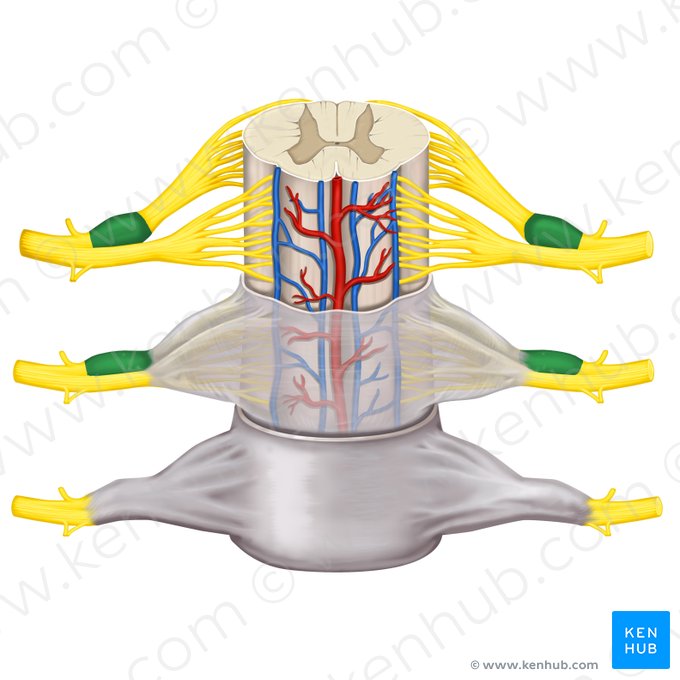 Gânglio espinal (Ganglion spinale); Imagem: Rebecca Betts