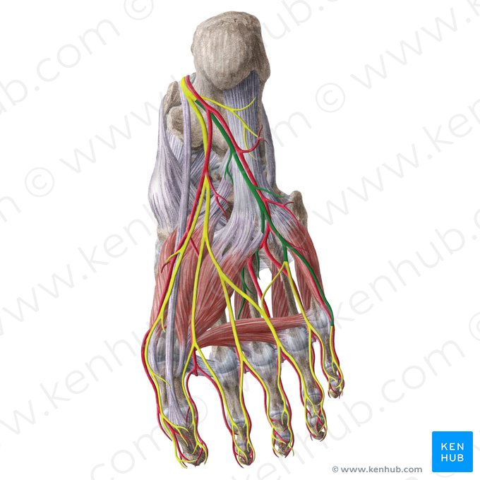 Lateral plantar nerve (Nervus plantaris lateralis); Image: Liene Znotina