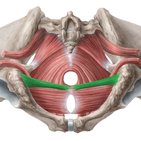 Musculus transversus perinei superficialis