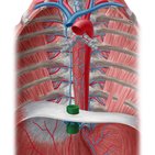 Tributaries of the inferior vena cava