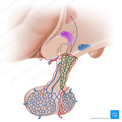 Primary capillary network of hypophyseal portal system (Rete capillare primarium systematis portalis hypophysialis); Image: Paul Kim