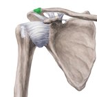 Acromioclaviculargelenk