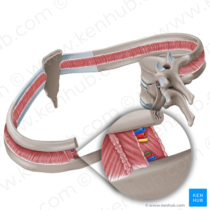 Ramo colateral do nervo intercostal (Ramus collateralis nervi intercostalis); Imagem: Paul Kim