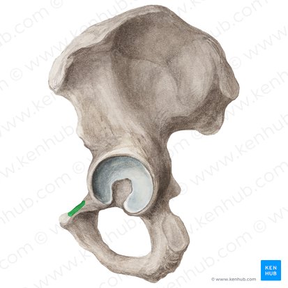 Linha pectínea do osso púbico (Pecten ossis pubis); Imagem: Liene Znotina