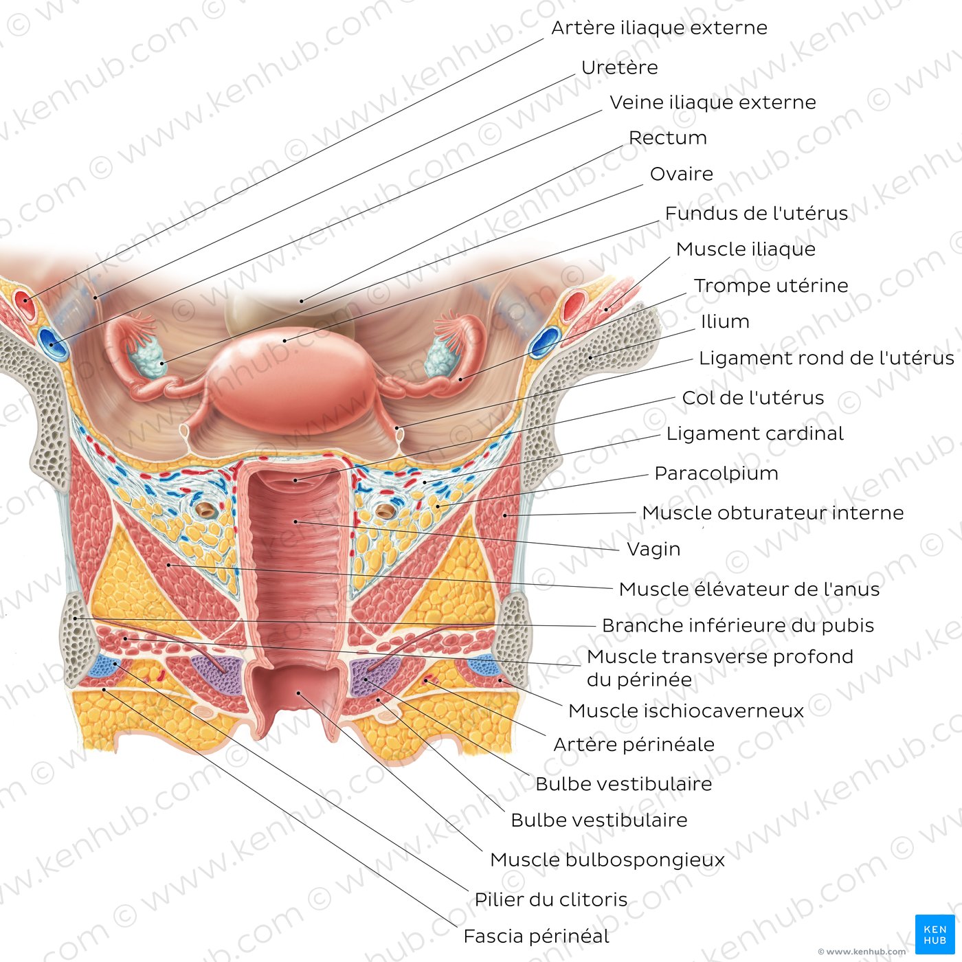 Uterus and vagina