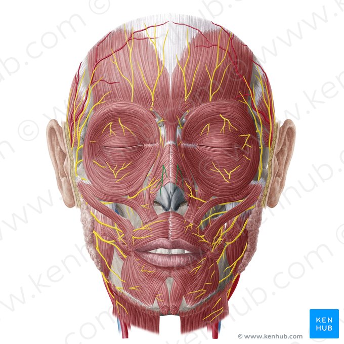 Ramo nasal externo del nervio etmoidal anterior (Ramus nasalis externus nervi ethmoidalis anterioris); Imagen: Yousun Koh