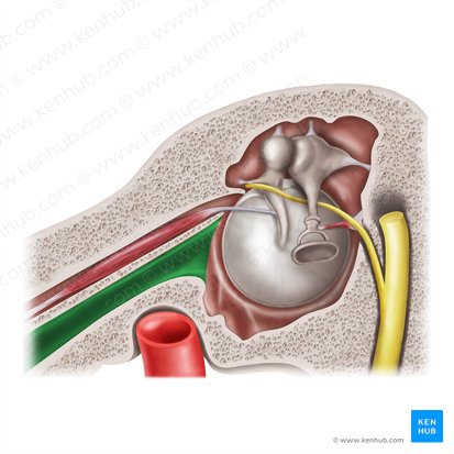 Semicanal for auditory tube (Semicanalis tubae auditivae); Image: Mao Miyamoto