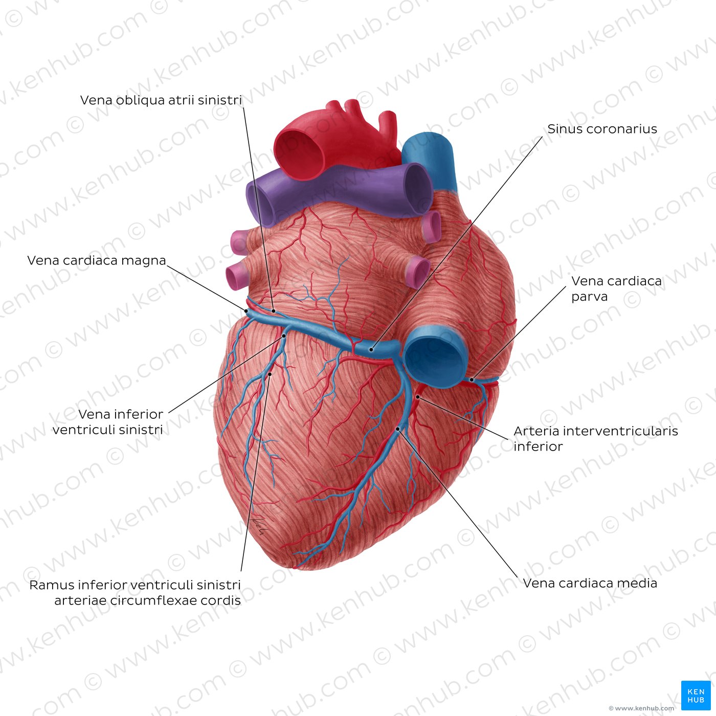 Coronary circulation posterior view (diagram)