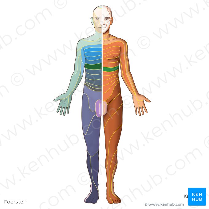 T7 dermatome (Dermatoma T7); Image: Irina Münstermann