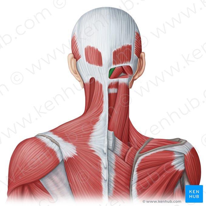 Rectus capitis posterior minor muscle (Musculus rectus capitis posterior minor); Image: Irina Münstermann