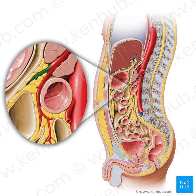 Arteria cólica media (Arteria colica media); Imagen: Paul Kim