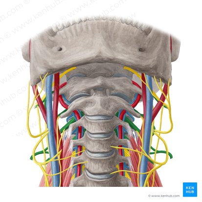 Plexus cervicalis (Halsgeflecht); Bild: Yousun Koh